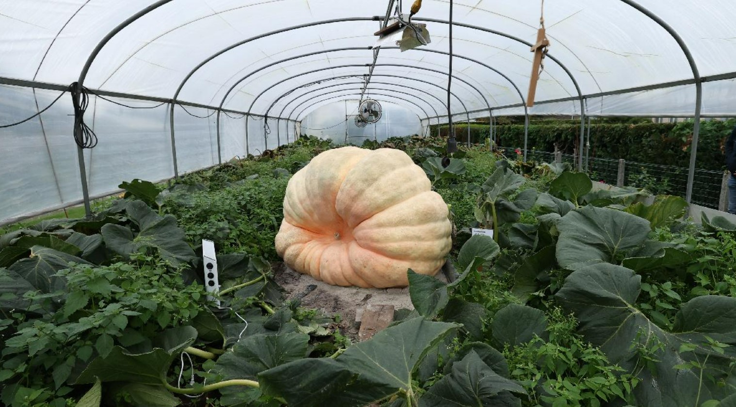 dev balkabagi resmen tum tarlayi ele gecirdi yetistiren ciftciler saskina dondu Af9Rj4SH