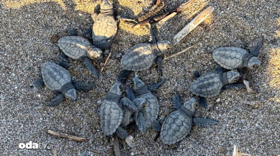 hatayda 592 caretta caretta denize kavustu 1zi3EX5t