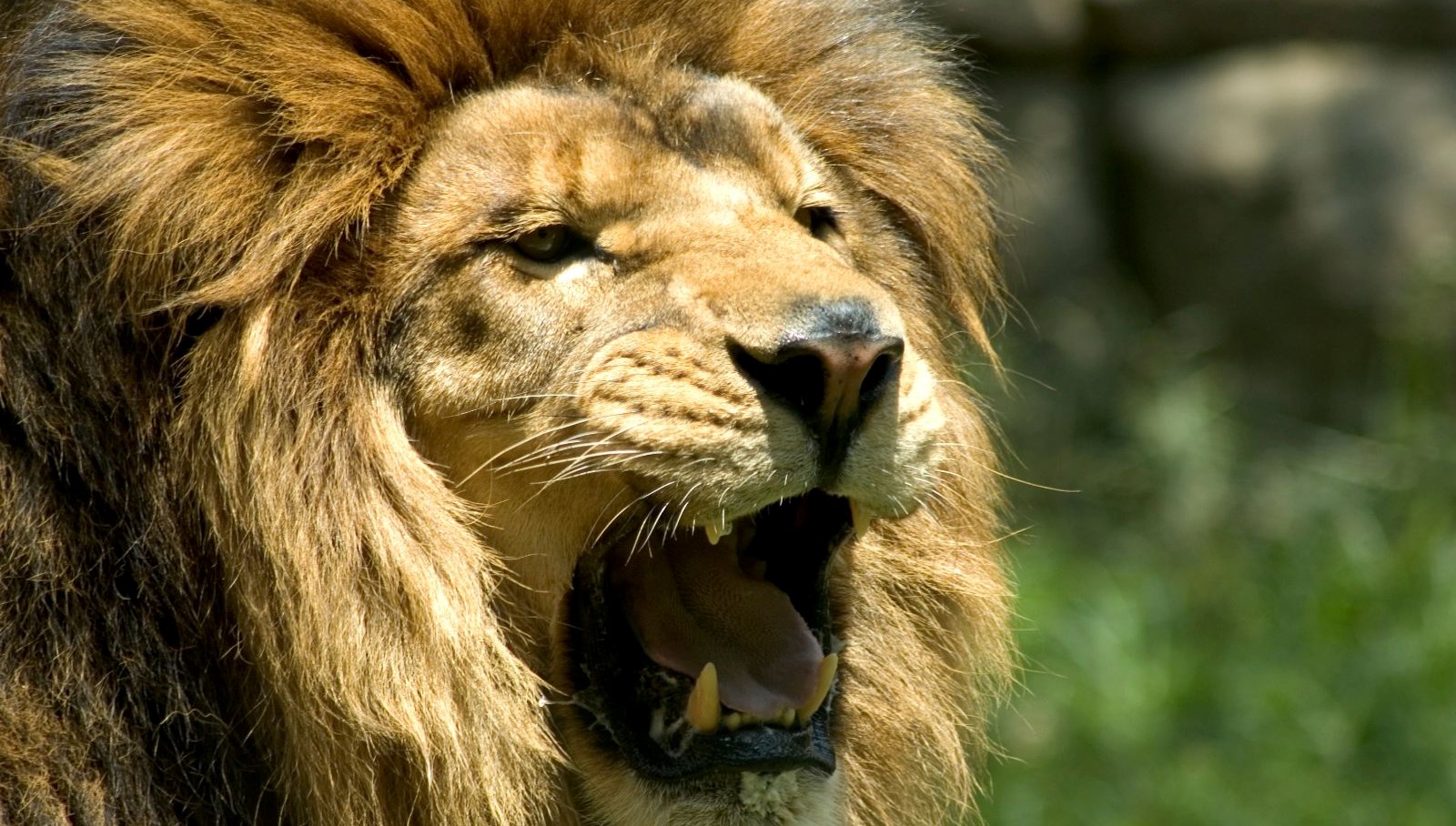 hayvanat bahcesinde feci olum aslanlarin saldirisina ugradi yutPCpdO