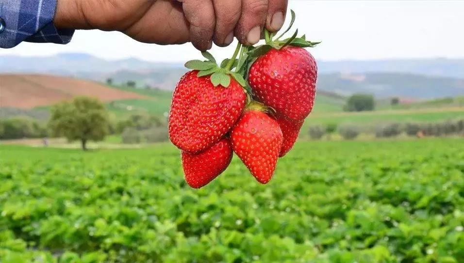 cilek hasadinda yeni donem yapay zekali robotlar cilek topluyor 6RA6hCcG