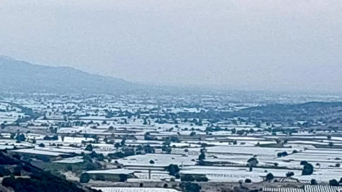 sarigolde uzum ureticileri ihracat icin hasada cagri iyi EL54h54P.jpg