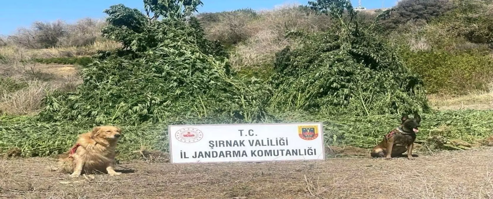 sirnakta buyuk narkotik operasyonu 9jvs4nOn