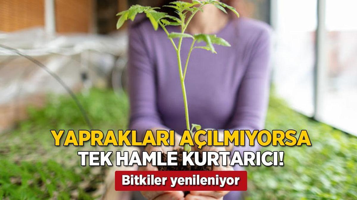 yapraklari acilmiyorsa tek hamle kurtarici kagit havlu isi cozuyor bitkiler yenileniyor XDrNKMqi.jpg